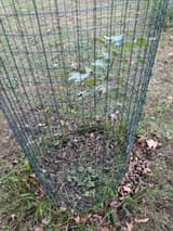 Young oak inside a tall cylinder of green welded wire, fallen oak leaves at its foot in the grass