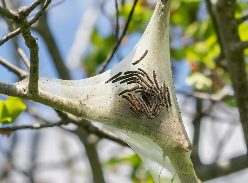 Small dark, hairy caterpillars clustered on a white silk tent in the fork of a branch against a blue sky