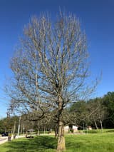 An oak with bare gray branches standing on a green lawn among other trees in full leaf