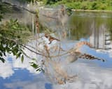 Loose gray silk wrapped over the end of a leafy branch above a river, with chewed brown leaves inside