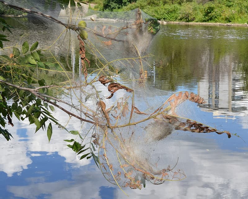 Loose gray silk wrapped over the end of a leafy branch above a river, with chewed brown leaves inside
