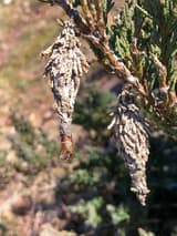 Two tan bagworm bags covered in dead juniper scales hanging from a green juniper twig, a pupal case poking from one