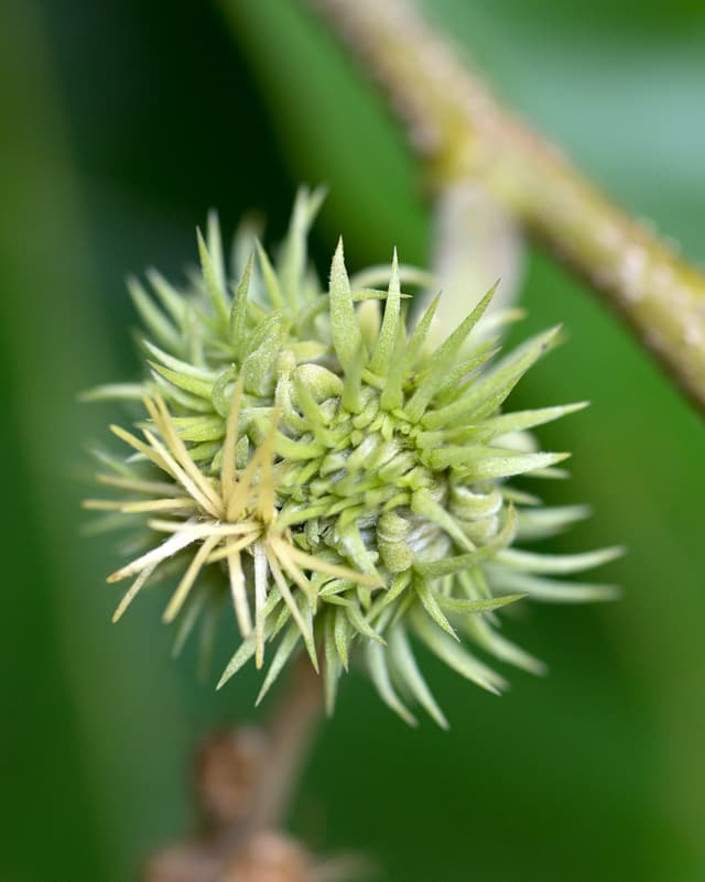 Green spiny burs of Chinese chestnut developing among the leaves in summer