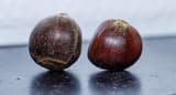 Two glossy dark brown Chinese chestnuts side by side, each with a pale rough scar at the base