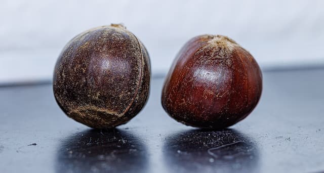Two glossy dark brown Chinese chestnuts side by side, each with a pale rough scar at the base