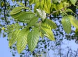 Glossy oval Chinese chestnut leaves with short even teeth on a spring branch against blue sky
