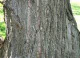 Gray furrowed bark of a mature Chinese chestnut trunk, its ridges interlacing loosely