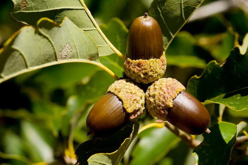 Three ripe chinquapin oak acorns, glossy brown nuts in knobby tan cups, among leaves with wavy, toothed edges