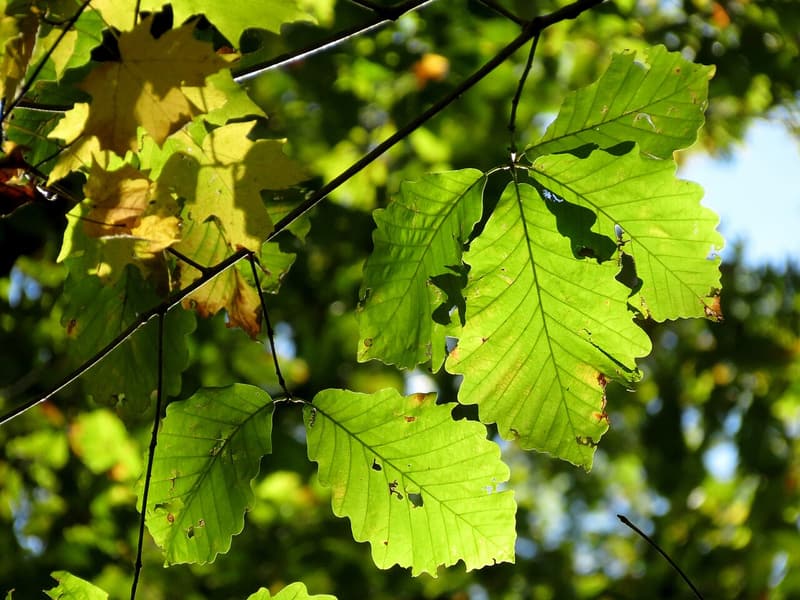 Backlit chestnut oak leaves on a branch, their edges cut into rounded, even teeth, a few leaves turning yellow