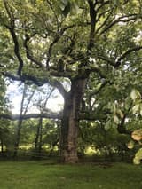Massive old chinquapin oak in a mown field, its short, thick trunk parting into long limbs that spread wide and low