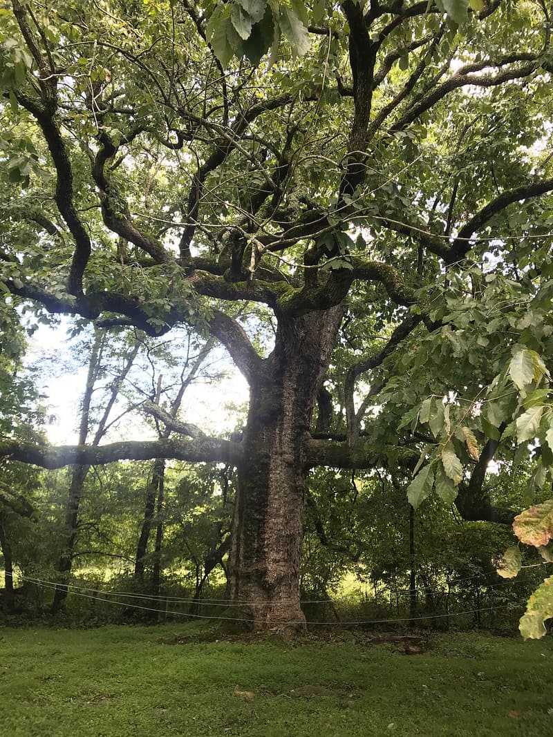 Massive old chinquapin oak in a mown field, its short, thick trunk parting into long limbs that spread wide and low