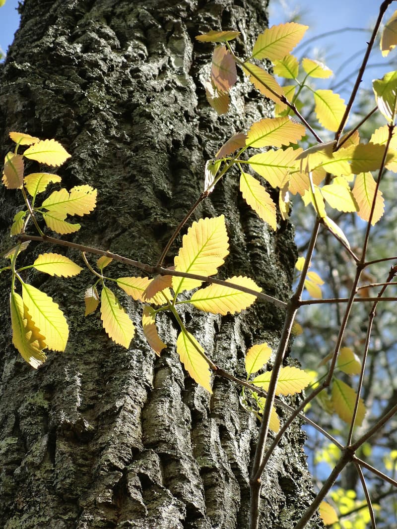 Thick, dark chestnut oak bark broken into deep ridges and furrows, behind a spray of young, sunlit yellow-green leaves