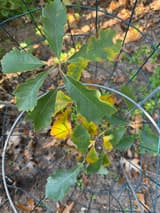 Young dwarf chinquapin oak from above inside a wire cage, its broad, wavy-toothed leaves yellowing in patches