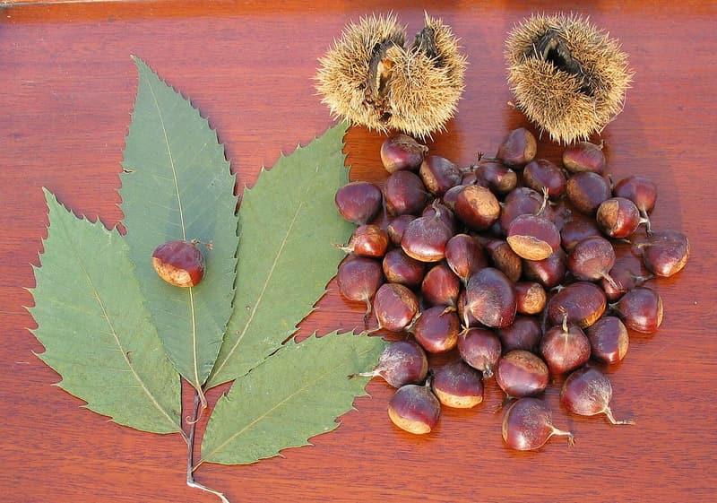 American chestnuts heaped beside two opened spiny burs and a fan of leaves with coarse, bristle-tipped teeth