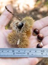 Allegheny chinquapin burs, each showing one dark nut, and three loose nuts in an open palm above a ruler