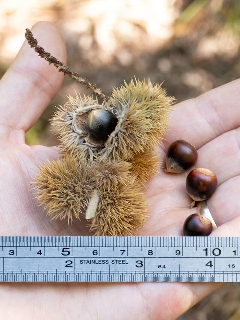 Allegheny chinquapin burs, each showing one dark nut, and three loose nuts in an open palm above a ruler