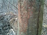 Young chestnut trunk with split bark and a patch of tiny orange fruiting bodies of the blight fungus