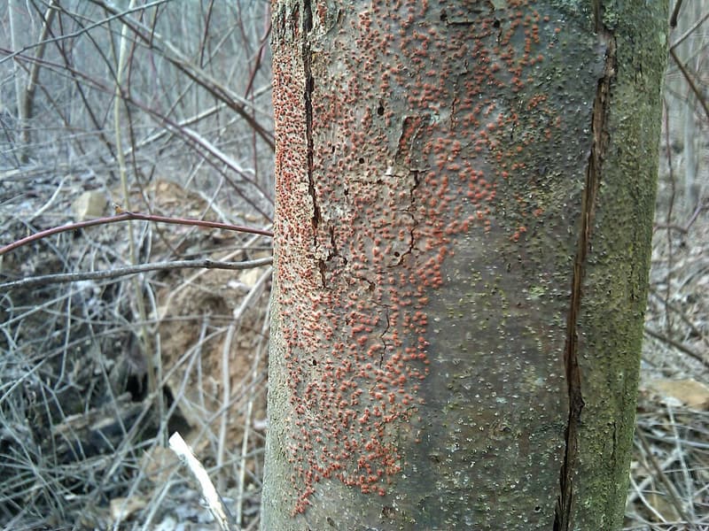 Young chestnut trunk with split bark and a patch of tiny orange fruiting bodies of the blight fungus