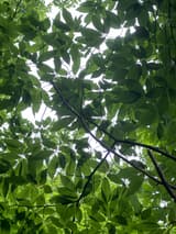 American chestnut leaves seen from below against a pale sky, long, tapered and backlit, each coarse tooth ending in a bristle