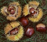 Three split Chinese chestnut burs with stiff yellow spines, each holding two or three glossy brown nuts, on grass