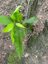 American chestnut sprout with long, coarsely toothed leaves rising from the mossy base of an older stem