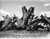 Old pine stumps lying on their sides in a field, their thick roots spreading wide and short from each base