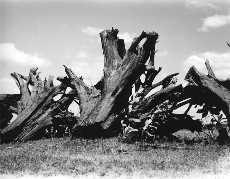 Old pine stumps lying on their sides in a field, their thick roots spreading wide and short from each base