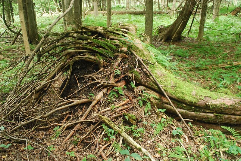 A fallen tree’s upturned root plate, thin and covered in moss, tipped up among ferns in a swamp forest