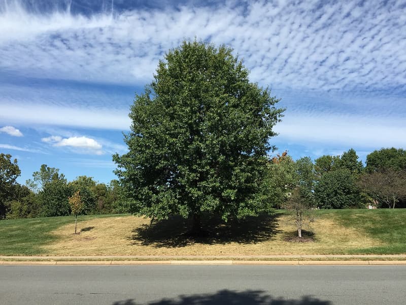 A broad green pin oak above a roadside lawn, the grass dry and tan in a wide band well past its branches