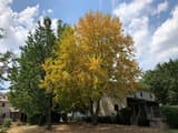 A tall maple beside a house, its crown turned yellow in summer next to a green tree, fallen leaves below