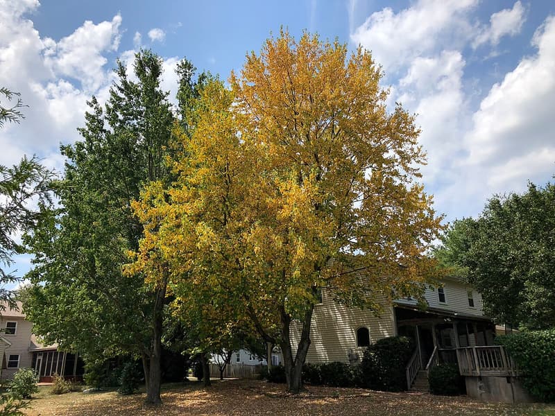 A tall maple beside a house, its crown turned yellow in summer next to a green tree, fallen leaves below