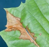 A green sycamore leaf with a tan, dead blotch spreading out from the midrib along the veins