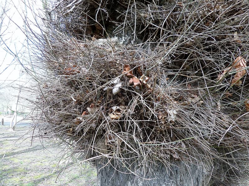 Oak trunk hidden under a dense thicket of thin epicormic twigs in winter