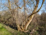 Leafless tree with dozens of thin vertical sprouts growing from its trunks and lower limbs