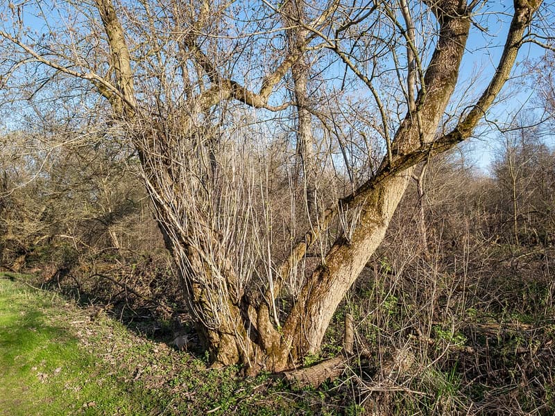 Leafless tree with dozens of thin vertical sprouts growing from its trunks and lower limbs