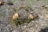 Freshly cut chestnut stump with pale cut faces and red new shoots rising from its base