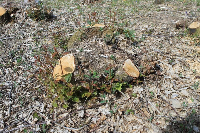 Freshly cut chestnut stump with pale cut faces and red new shoots rising from its base