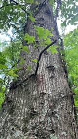 Tall furrowed pin oak trunk seen from below, short leafy sprouts growing straight out of its bark beside a vine