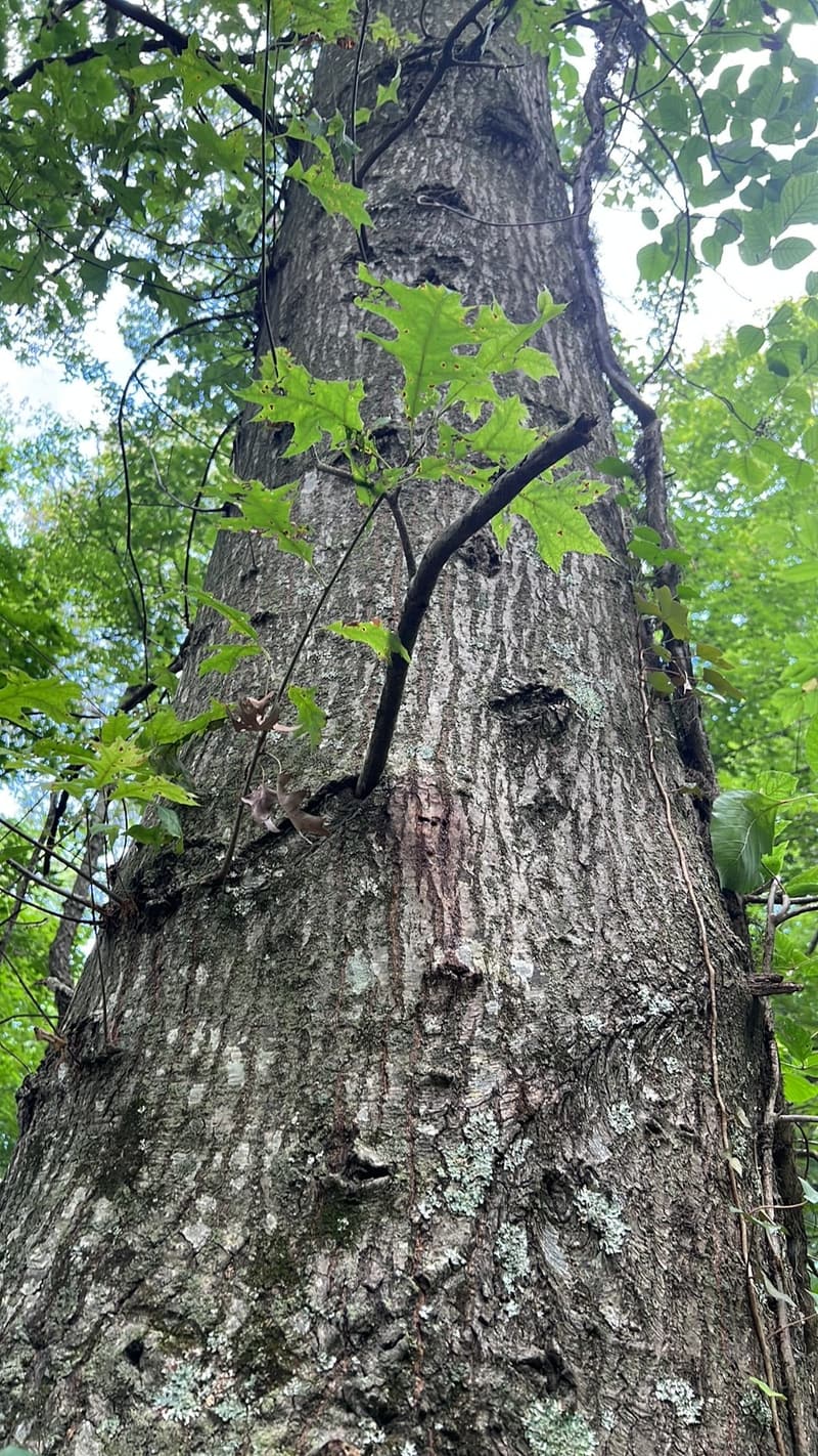 Tall furrowed pin oak trunk seen from below, short leafy sprouts growing straight out of its bark beside a vine