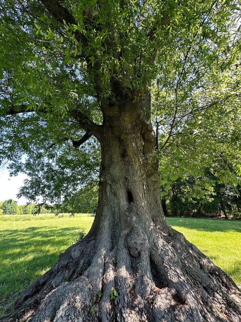 Old willow oak on a lawn, its trunk spreading at the ground into thick buttress roots