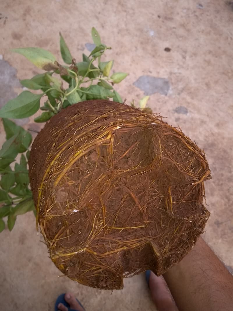 Root ball lifted out of a pot and held in a hand, its roots wrapped around the sides in the shape of the pot