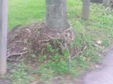 Tree trunk rising from an old mound of mulch, with roots growing out of the mound and around its base