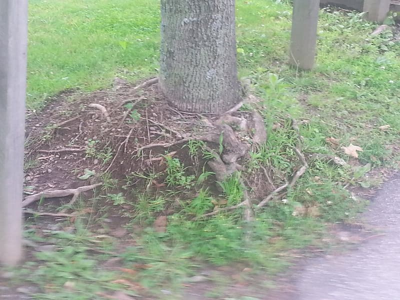 Tree trunk rising from an old mound of mulch, with roots growing out of the mound and around its base