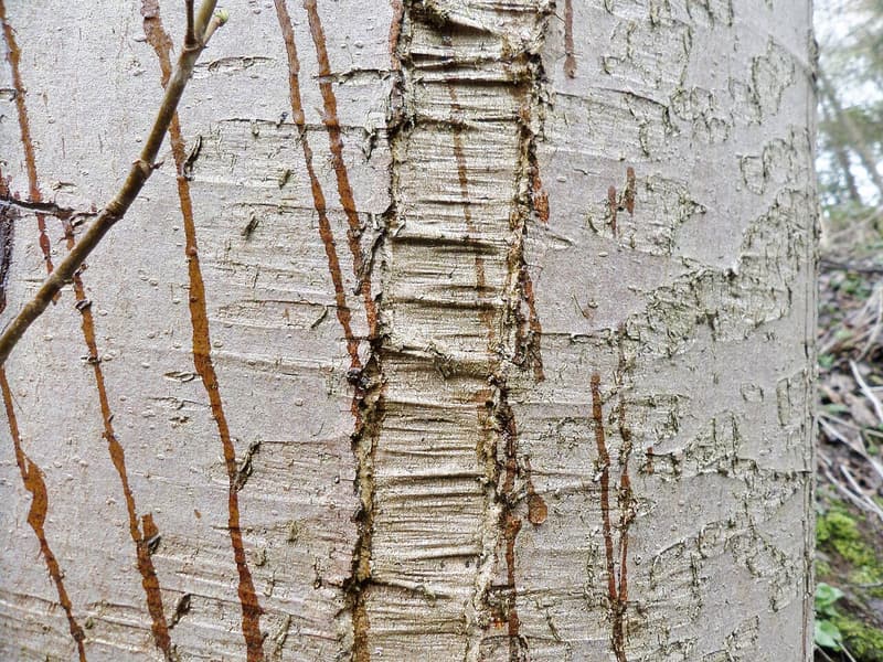 Smooth gray maple bark split lengthwise by a pale, wrinkled seam, with rust-colored streaks running down