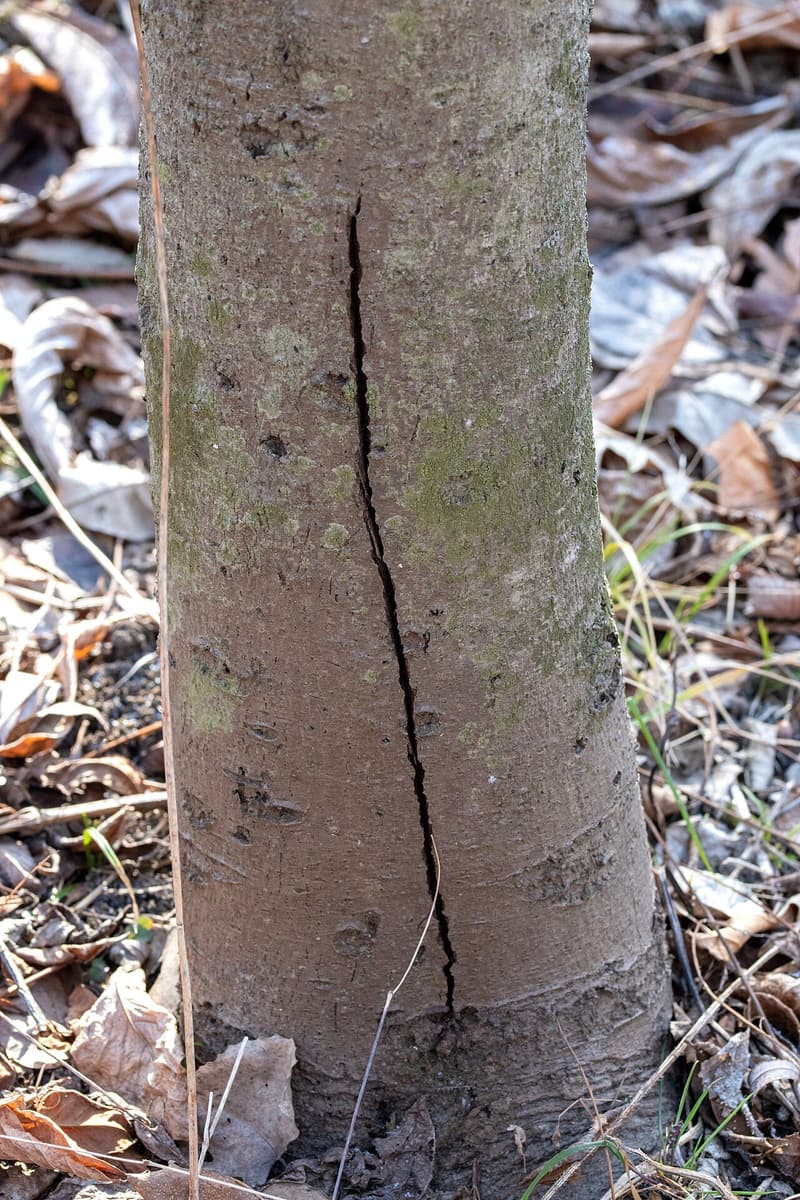 Slender pawpaw trunk with a fresh vertical crack through its thin gray-brown bark, dry leaves around it