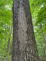 Rough trunk in leafy woods, a broad band of smoother bark down its middle tapering to a point, split by one long closed seam