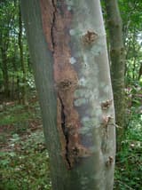 Young gray-green ash trunk with a long vertical strip of dead brown bark, sunken and split down the middle