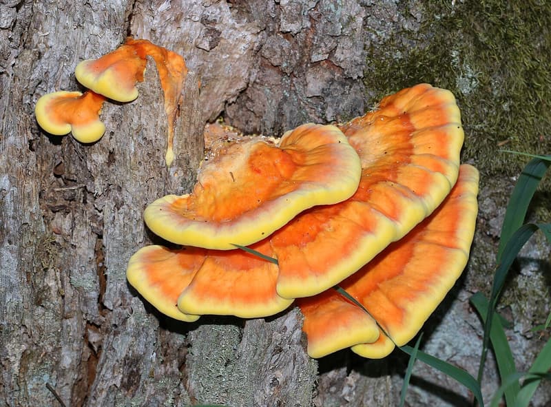 Bright orange shelves of sulfur polypore fungus growing from the trunk of a living oak