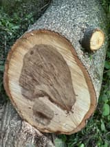 Fresh-cut end of a limb, a dark irregular column of old wood inside pale sound wood, sawdust scattered on its gray bark