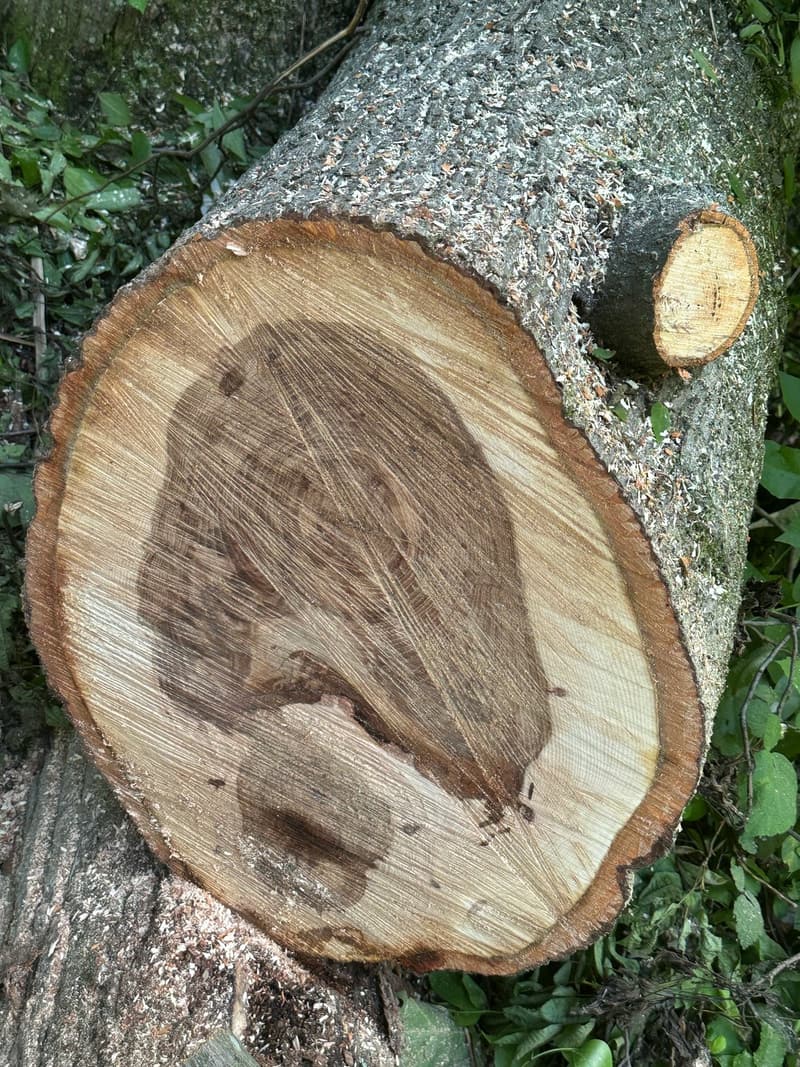 Fresh-cut end of a limb, a dark irregular column of old wood inside pale sound wood, sawdust scattered on its gray bark